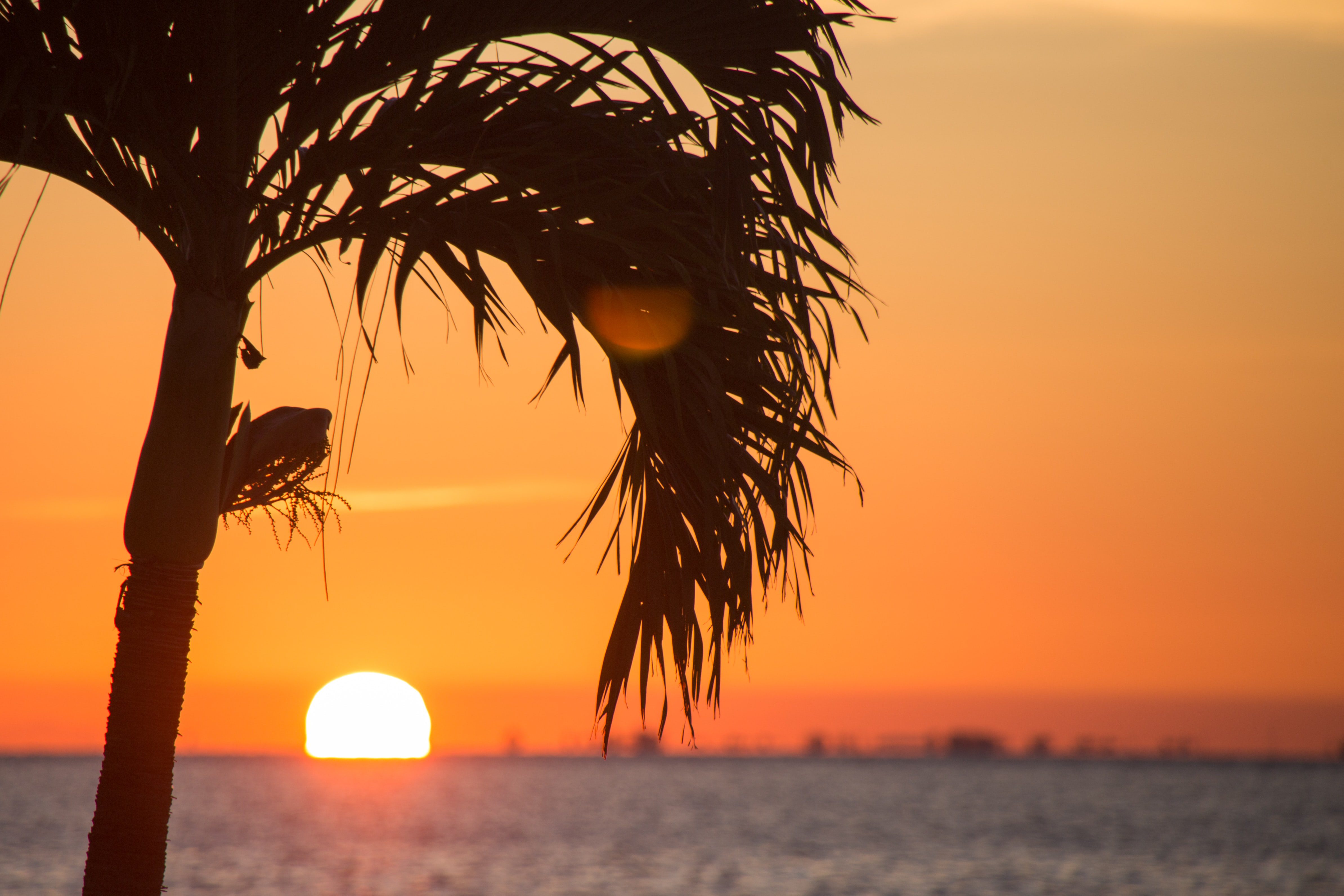 A palm tree and a beautiful sunset over the water in Florida